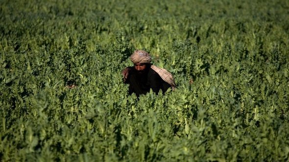 In this photo taken on Friday, March 19, 2010, a farmer works in a poppy field in Marjah, Afghanistan (photo: AP)