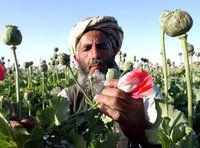 Ein afghanischer Bauer untersucht seine Mohnpflanzen; Foto: AP