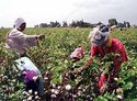 Baumwollpflücker in Ägypten, Foto: AP