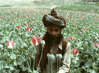 Opiumanbau in Chapliar, rund 40 Kilometer von Jalalabad entfernt