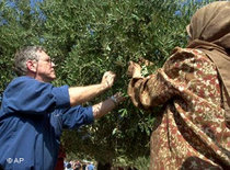 Amos Oz hilft 2002 bei der Olivenernte in Palästina; Foto: AP 