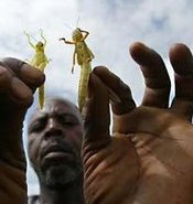 Heuschreckenplage in Nigeria, Foto: AP