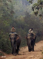 Mahouts on elephants in Laos (photo: AP/David Longstreath)