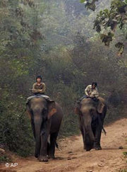 Elephanten in Laos; Foto: AP
