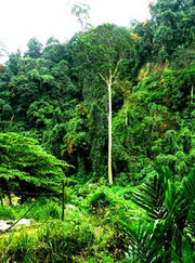 Regenwald in Indonesien Foto: DW/Golte-Schröder 
