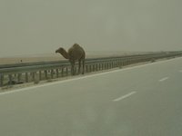 Saieb Khalil: On The Highway To West-Baghdad, Iraq, April 2004