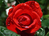 وردة حمراء، الصورة: دويتشه فيله