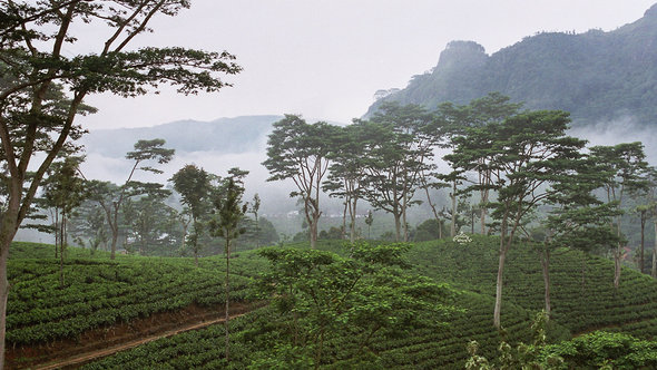 Teeplantage in Sri Lanka; Foto: CC Anjadorra