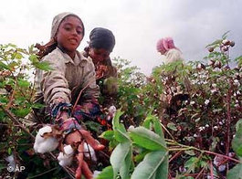 Baumwollpflückerinnen in Ägypten; Foto: AP