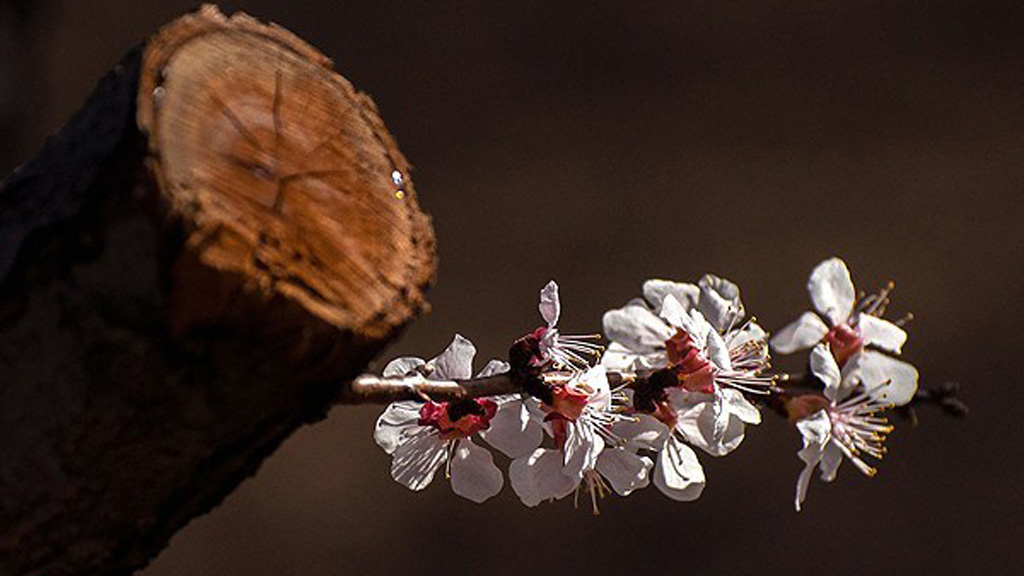 Blume sprießt aus einem Baumstamm; Foto: FARS