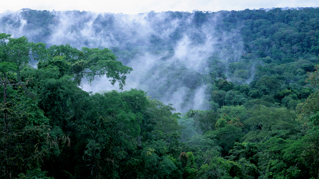 Regenwald im westlichen Kongobecken; Foto: picture alliance/ WILDLIFE
