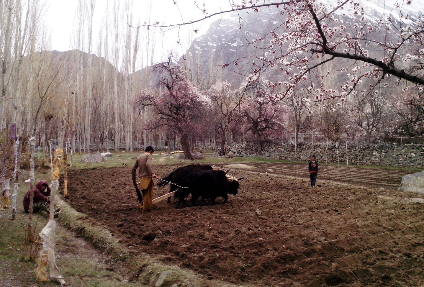 Den Boden bestellen, Skardu, Gilgit-Baltistan, Pakistan. Foto: Usman Mahar