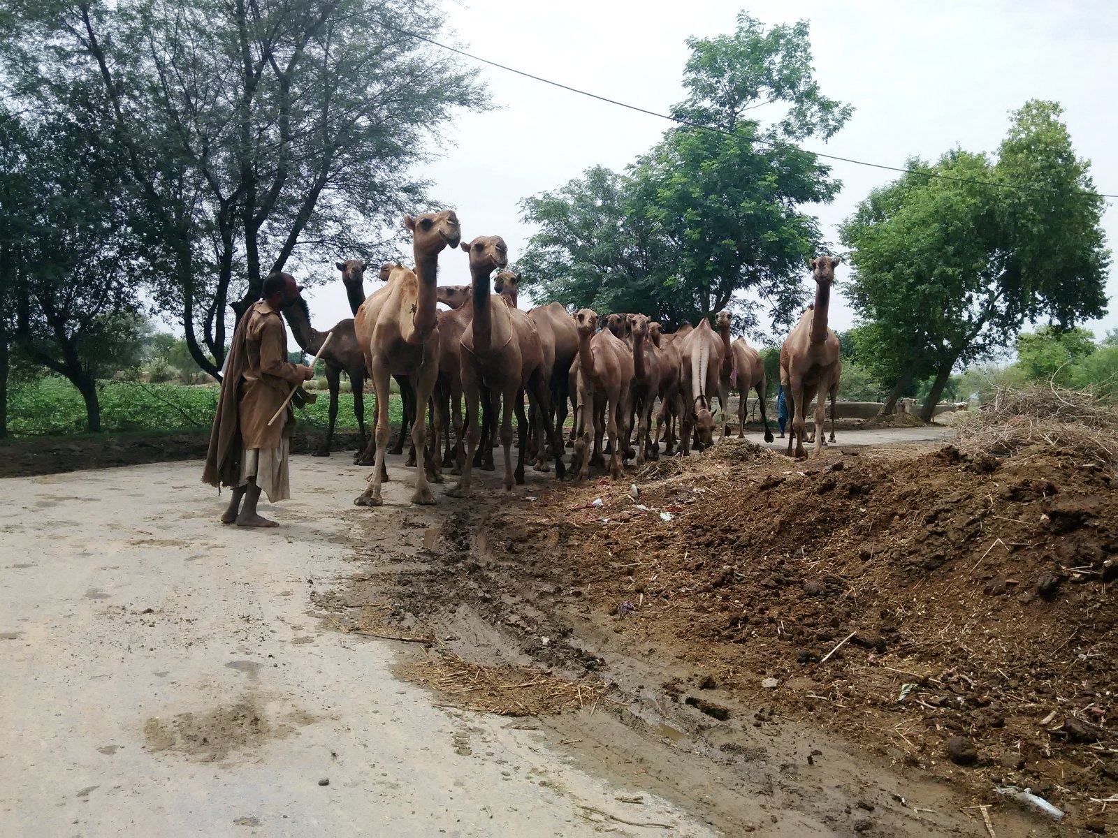 Kamelherden in Punjab, Pakistan. Foto: Usman Mahar