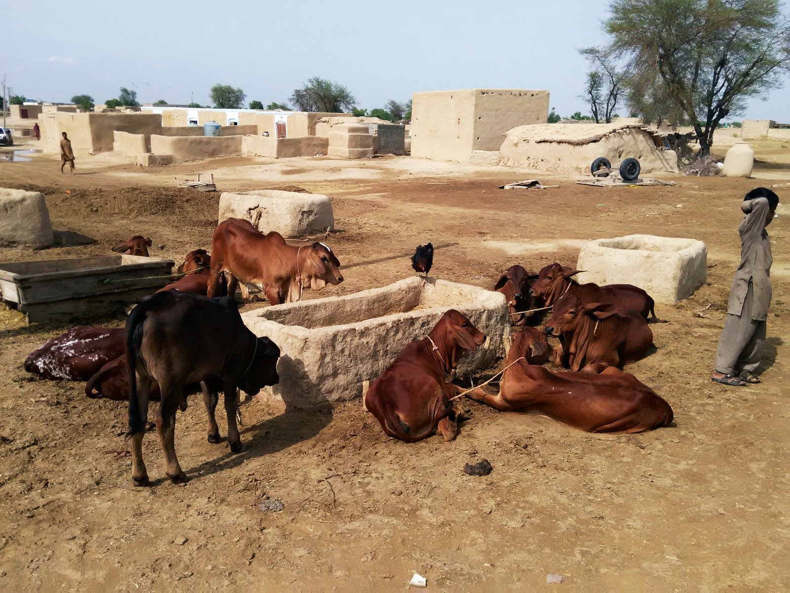 Rinder ruhen sich auf dem Wüstenboden aus. Foto: Usman Mahar