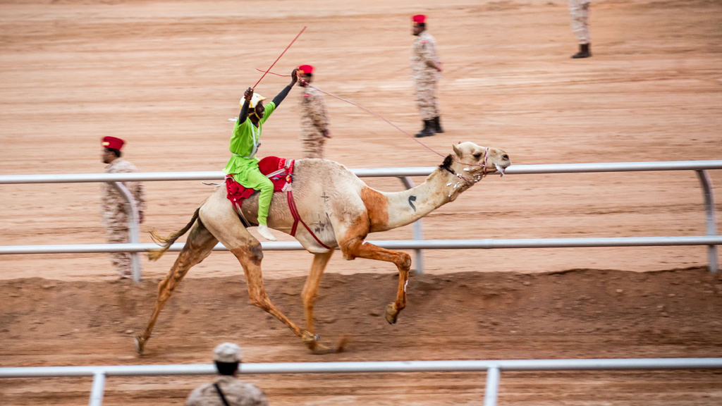 Sieger des diesjährigen Kamelrennens auf dem Kulturfestival Janadriyah in Riad; Foto: Michael Kappeler/dpa