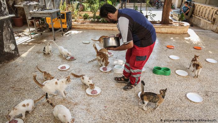 صديق القطط - سوري ينقذ القطط من القذائف ولهيب الحرب بين أنقاض المنازل المدمرة - إدلب ، حلب ، سوريا