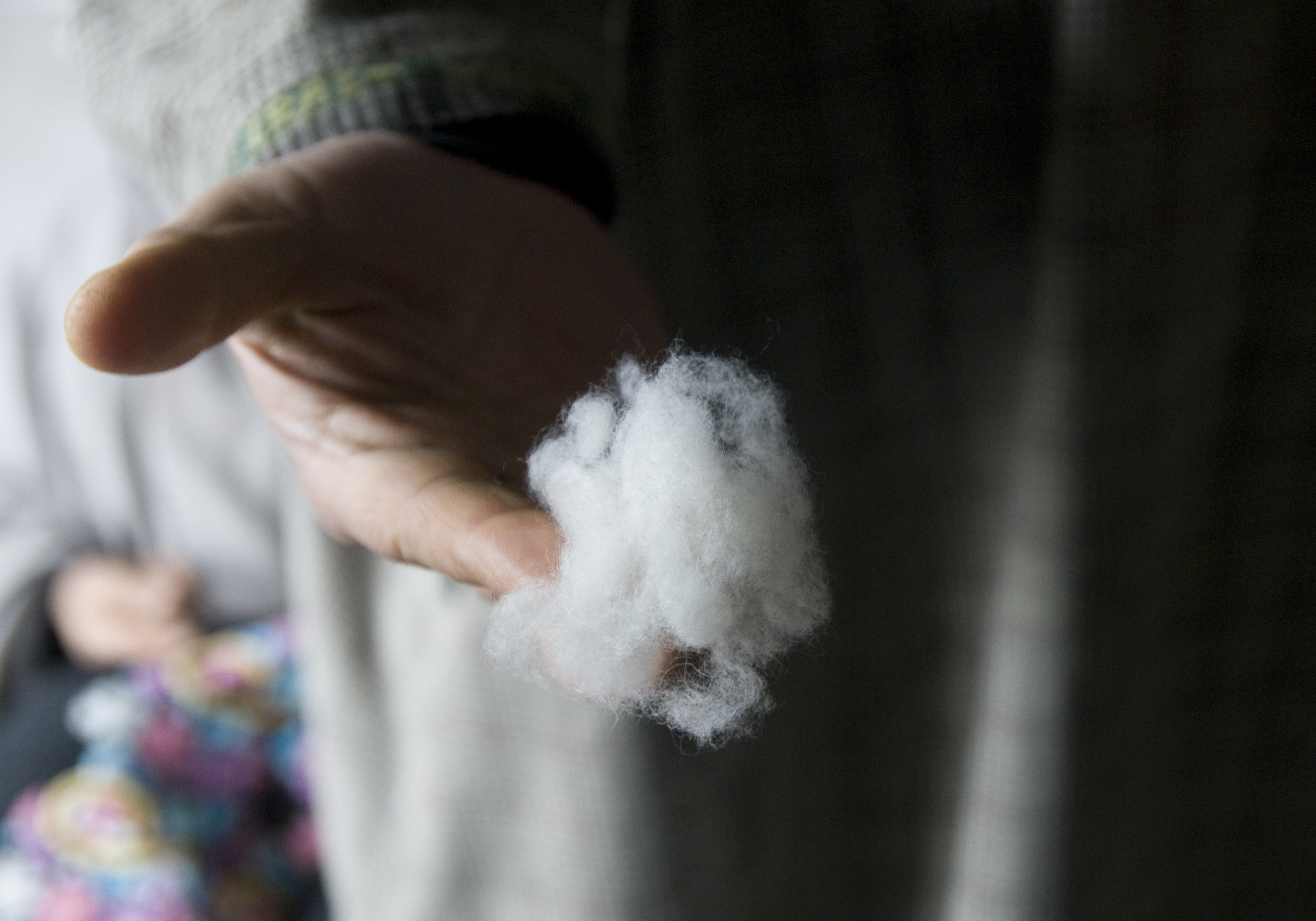 Raw pashmina wool (photo: Sugato Mukherjee)