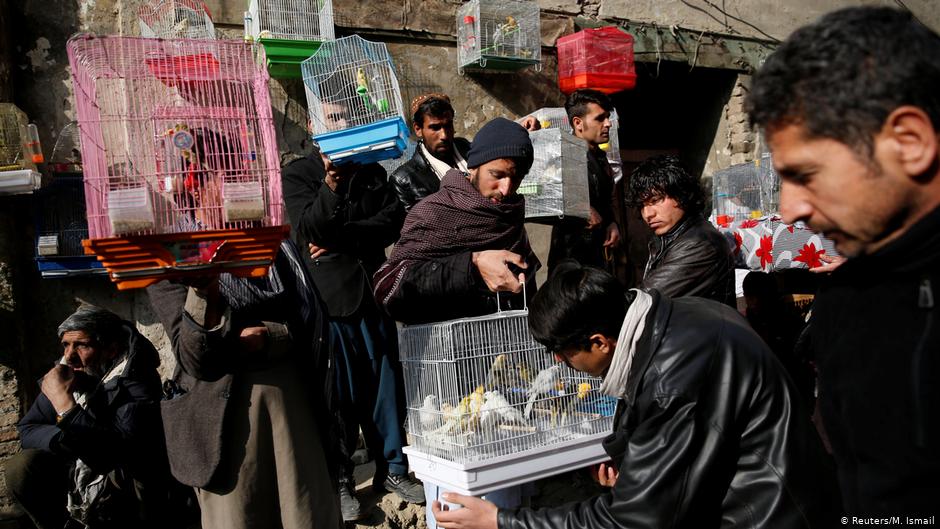 Vogelverkäufer und ihre Kunden suchen auf dem Vogelmarkt Ka Faroshi in Kabul, Afghanistan, Kanarienvögel aus. Foto: REUTERS/Mohammad Ismail