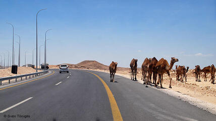 Kamele an einer Autobahn im Sultanat Oman; Foto: DW