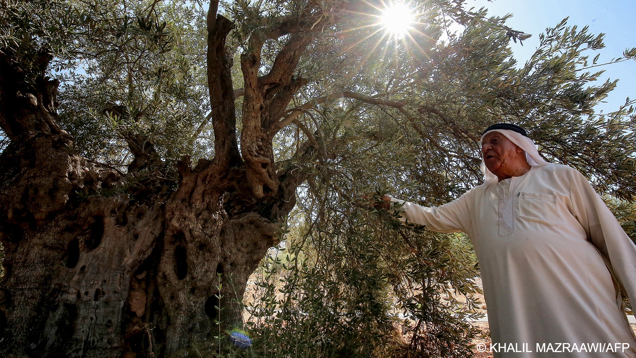 As the sun shines through the leaves of an olive tree with a very wide and gnarly trunk, Jordanian farmer Ali Saleh Atta looks at the tree as he holds one of its branches