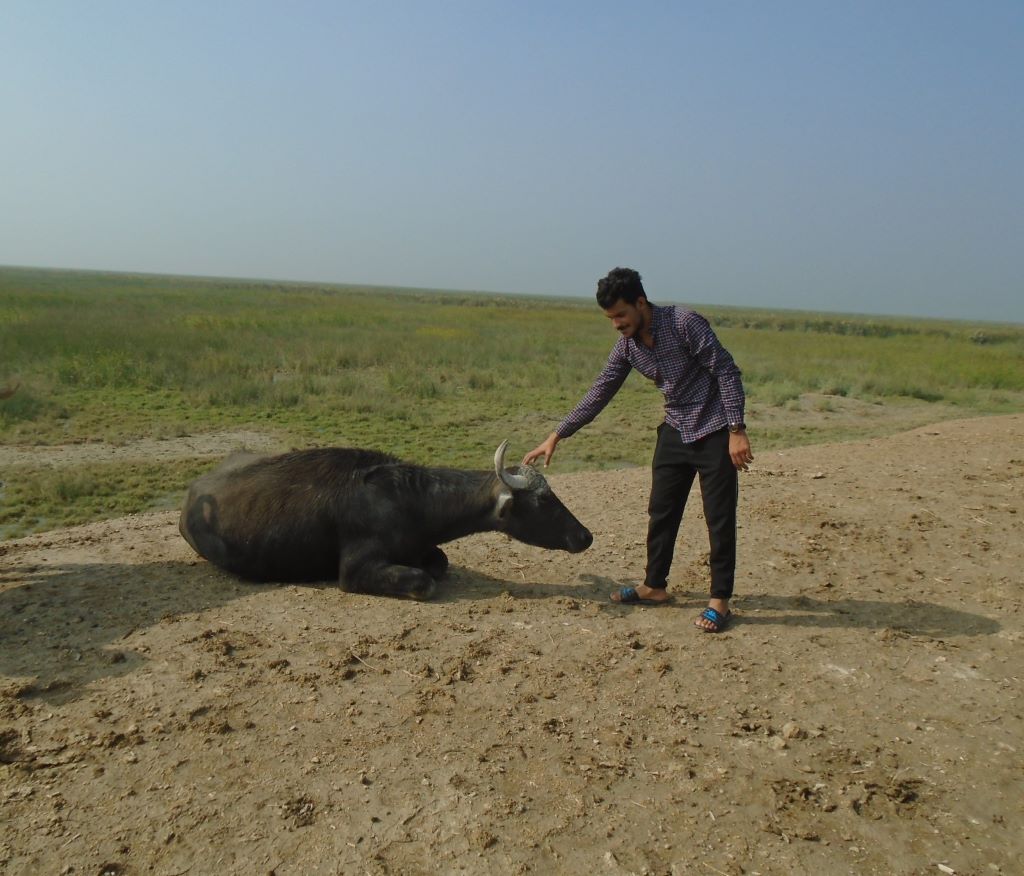 Hussam Qais Taha with a water buffalo