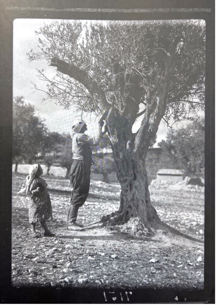 زراعة أشجار الزيتون رمز للتجذر الفلسطيني. Kultivierung von Olivenbäumen