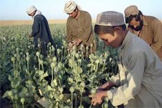 Afghan farmers during poppy crop (photo: AP)