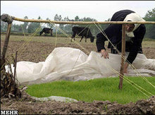 Paddy field in Iran (photo: Mehr)