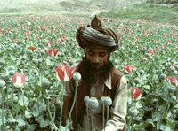 Afghan poppy seed farmer (photo: AP)