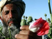 A Poppy farmer inspects his crop in Afghanistan
