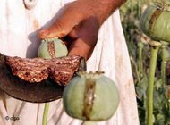 Afghan farmer derives opium from a poppy bud in Afghanistan (photo: dpa)