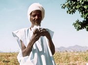 Sudanesischer Bauer mit Baumwolle, Foto: dpa