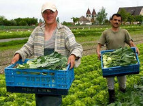 Migrants and turnip cabbage (photo: AP)