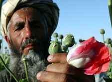 Mohnanbau in Afghanistan; Foto: AP