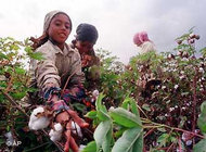 Young girls pick cotton in a field in the Nile Delta near Maseer, Egypt (photo: AP)