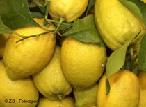 Zitronen; Foto: &amp;copy ZB - Fotoreport (DW)