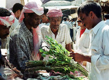 Qat-Handel im Jemen ; Foto: AP