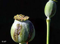 Opiumpflanze; Foto: AP