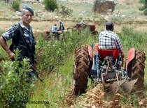 Zerstörung der Opiumernte im Libanon; Foto: dpa
