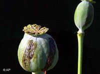 Opium poppy (Photo: AP)