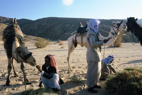 Vorbereitung für traditionelles Kamelrennen