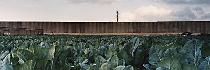 02 Cabbage Field & Wall