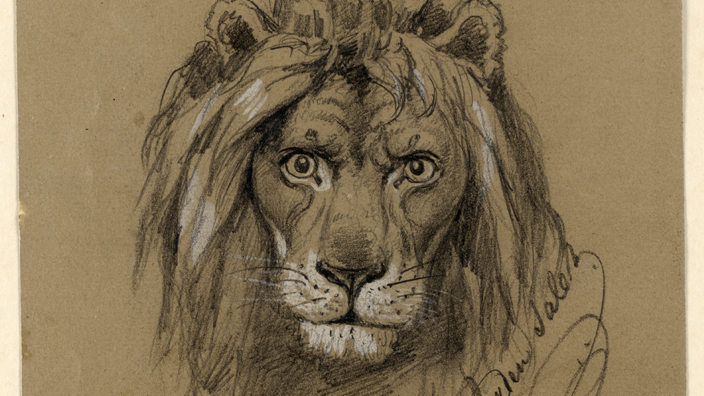 Study of a lion (image: © Lindenau-Museum Altenburg)
