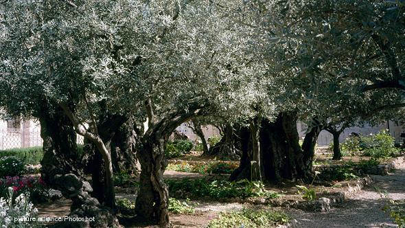 Olivenbäume im Westjordanland; Foto: Reuters
