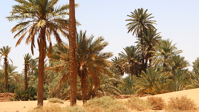 A oasis in the Arabian desert (photo: DW)