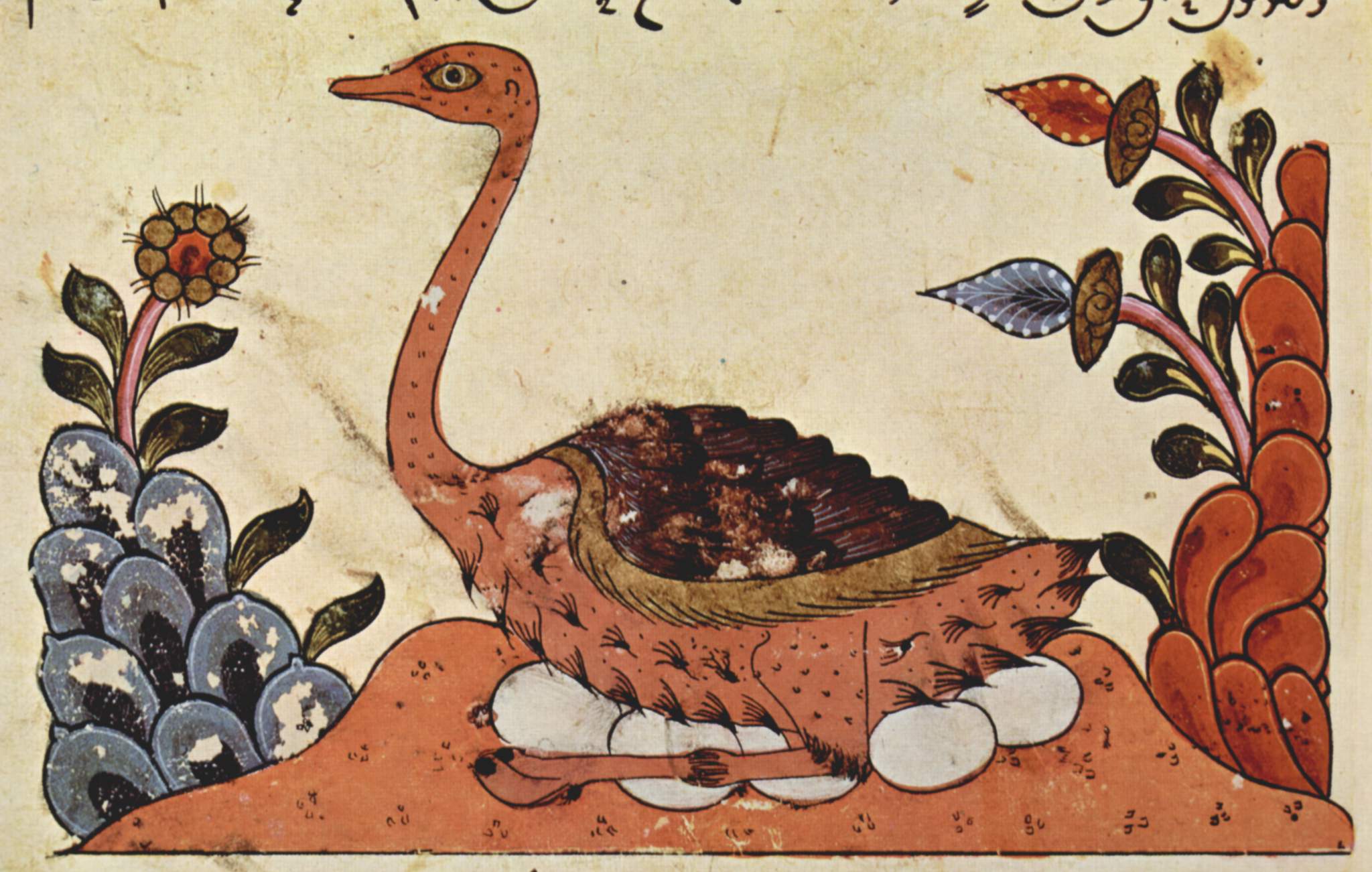 صورة لنعامة من كتاب "الحيوان" للجاحظ. رسم سوري من العام 1335. Quelle: Wikipedia