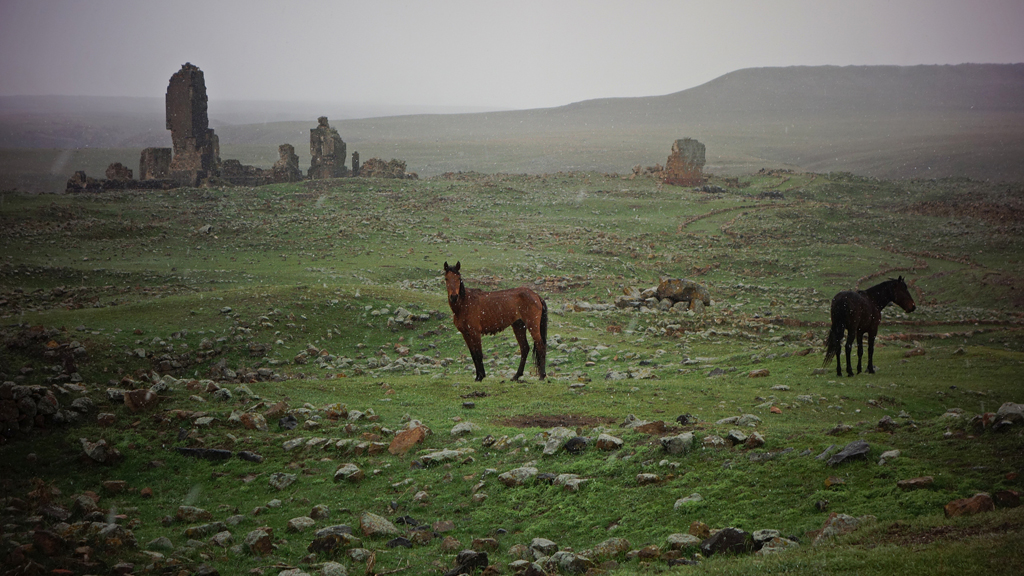 Wild horses grazing near the ruined city of Ani (photo: DW/F. Warwick)