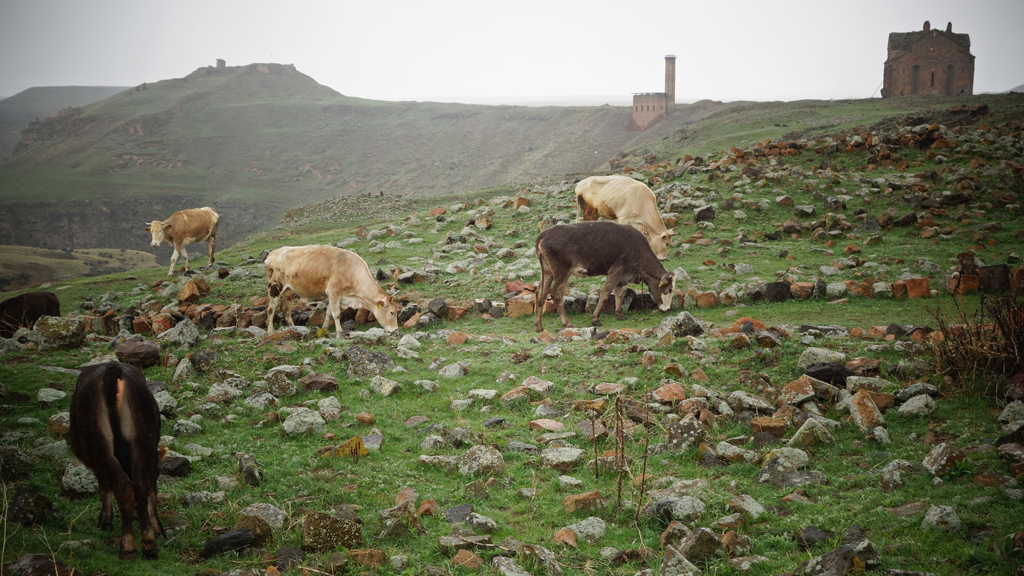 Cows grazing, Ani (photo: DW/F. Warwick)