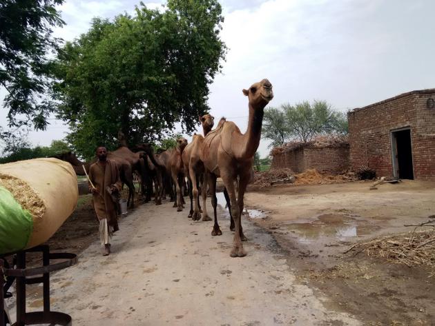 A herd of camels and its herder, Punjab, Pakistan (photo: Usman Mahar)