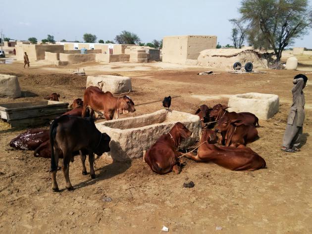 Cows in a community in the Cholistan Desert (photo: Usman Mahar)